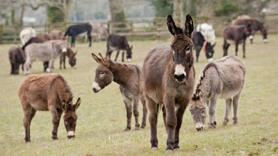 Do Donkeys Act?